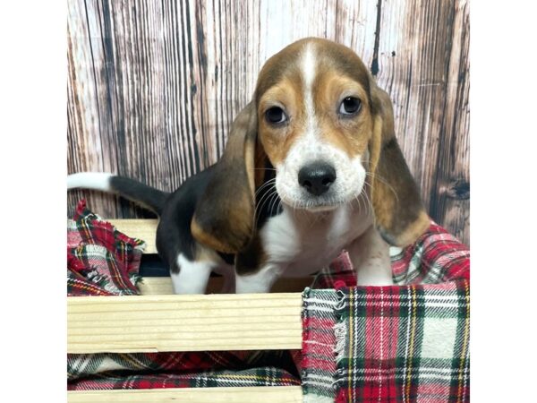 Beagle DOG Female Black 16994 Petland Fairfield, Ohio