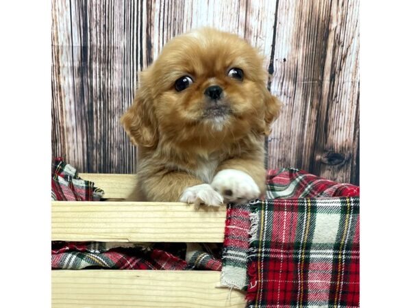 Pekingese DOG Female Red/White 16992 Petland Fairfield, Ohio