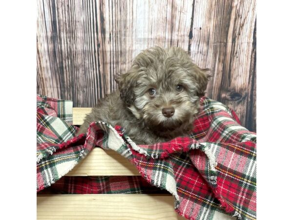 Havanese DOG Male Sable 16987 Petland Fairfield, Ohio