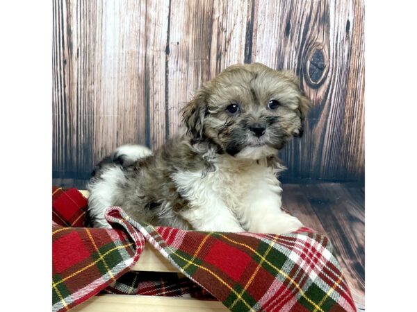 Teddy Bear DOG Male White/Sable 17030 Petland Fairfield, Ohio