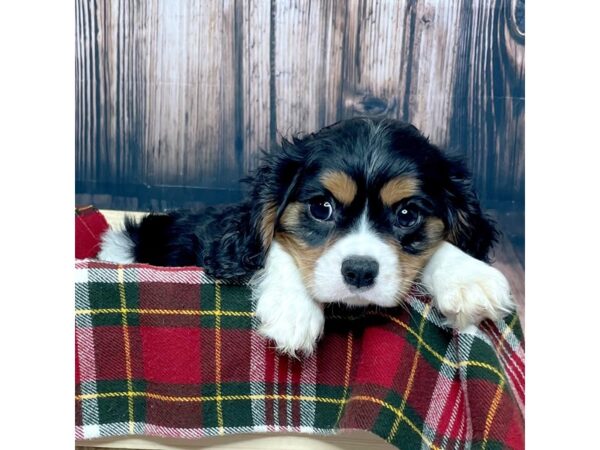 Cavalier King Charles Spaniel DOG Female Black Tri 17029 Petland Fairfield, Ohio