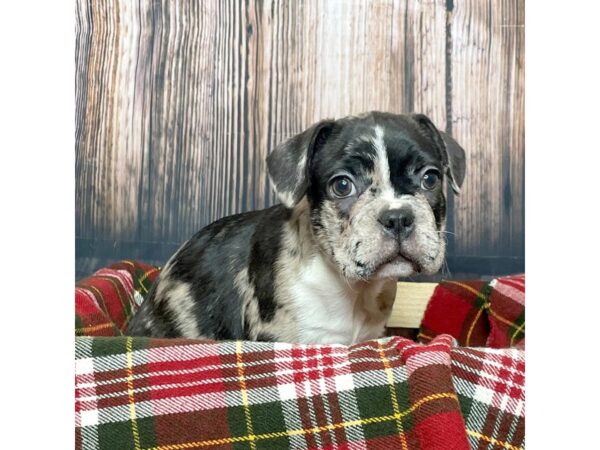 Frenchton DOG Male Blue Merle 17028 Petland Fairfield, Ohio