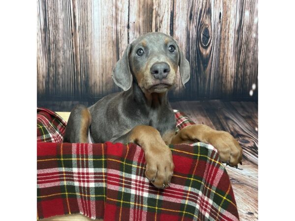 Doberman Pinscher DOG Male Silver/Rust 17027 Petland Fairfield, Ohio