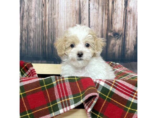 Miniature Poodle-DOG-Female-Apricot/White-17026-Petland Fairfield, Ohio