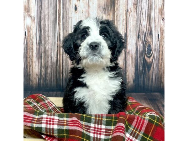 Bernie Doodle-DOG-Female-Black/White-17024-Petland Fairfield, Ohio