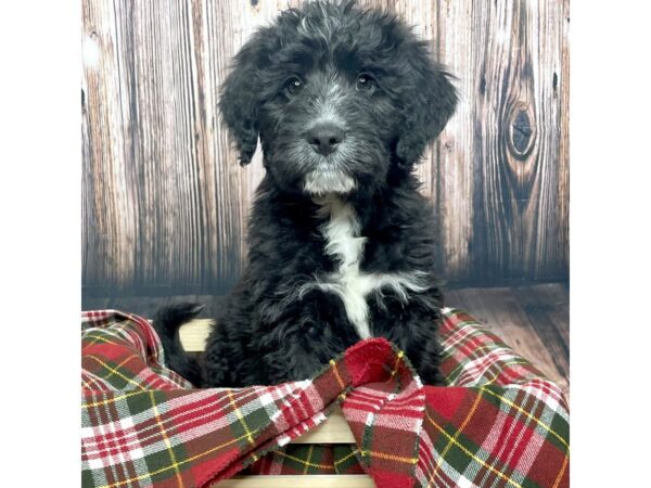 BernieDoodle-DOG-Male-Black/White-17023-Petland Fairfield, Ohio