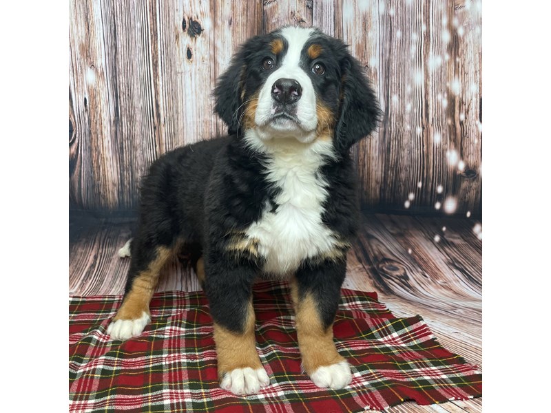 Bernese Mountain Dog Puppy Black Tri ID:17022 Located at Petland