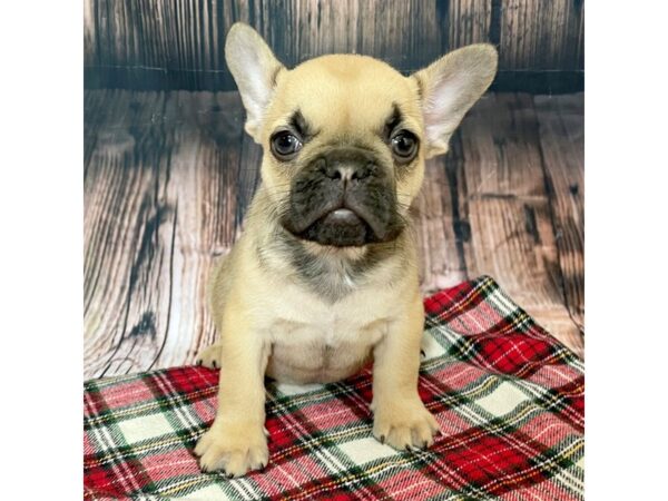 Freelance Bulldog-DOG-Female-Sable/White-17037-Petland Fairfield, Ohio