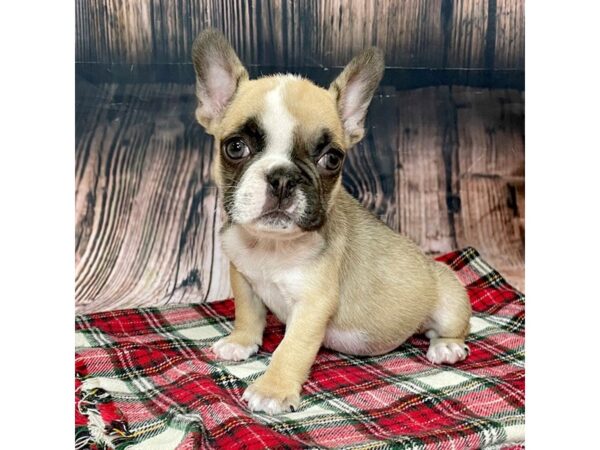 Freelance Bulldog-DOG-Female-Sable-17036-Petland Fairfield, Ohio