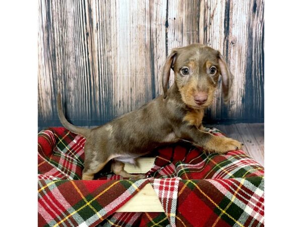 Dachshund-DOG-Male-Chocolate-17035-Petland Fairfield, Ohio