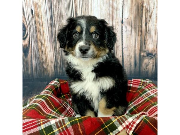 Miniature Australian Shepherd DOG Male Black White / Tan 17034 Petland Fairfield, Ohio