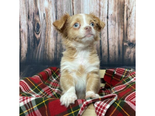 Chihuahua DOG Male Blue Fawn 17033 Petland Fairfield, Ohio