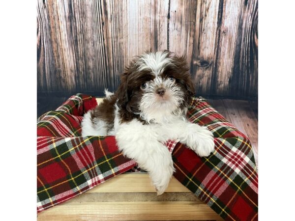 Shih Tzu DOG Male Liver / White 17032 Petland Fairfield, Ohio