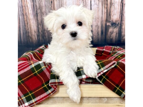 Maltese DOG Male White 17031 Petland Fairfield, Ohio