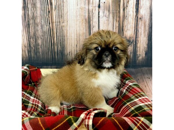 Pekingese DOG Male Brown/White 16989 Petland Fairfield, Ohio