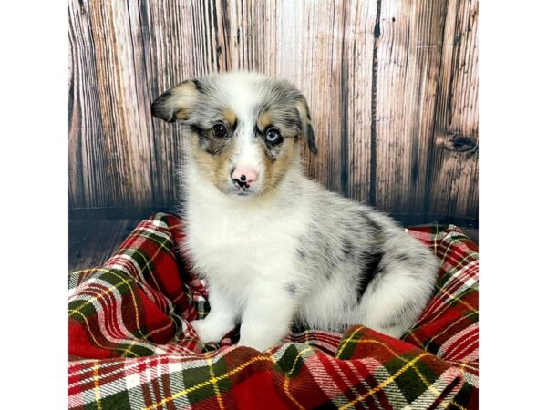 Pembroke Welsh Corgi DOG Male Blue Merle / White 17001 Petland Fairfield, Ohio