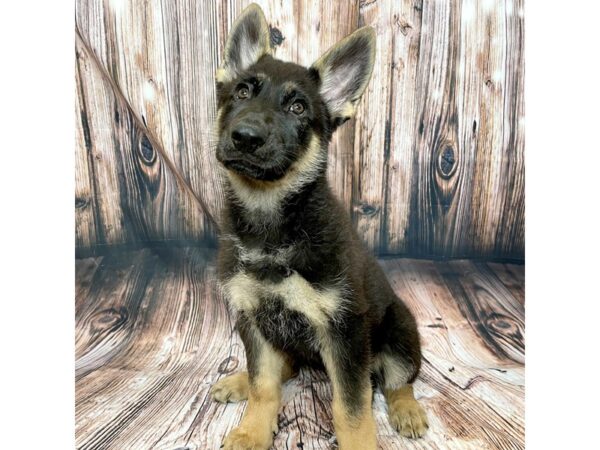 German Shepherd Dog DOG Female Black / Tan 17002 Petland Fairfield, Ohio