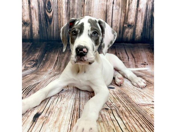 Great Dane DOG Male Harlequin 17006 Petland Fairfield, Ohio