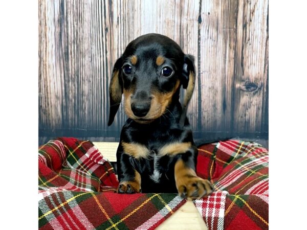 Dachshund DOG Female Black / Tan 17009 Petland Fairfield, Ohio