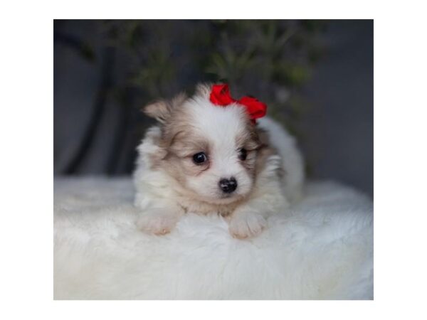 Pomeranian/Maltese-DOG-Male-Sable / White-17043-Petland Fairfield, Ohio