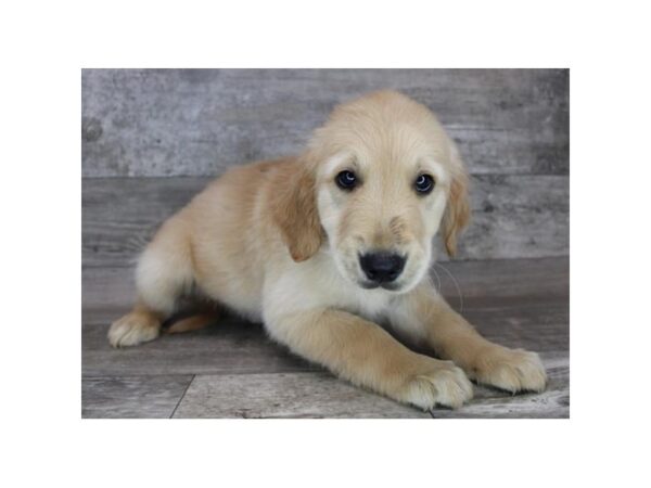 Golden Retriever DOG Male Golden 17039 Petland Fairfield, Ohio