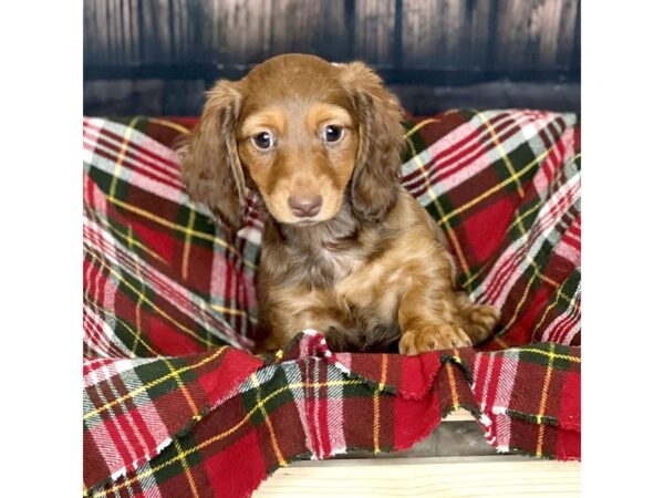 Dachshund DOG Female Chocolate / Tan 17038 Petland Fairfield, Ohio