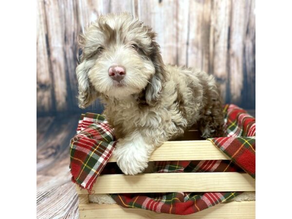 Mini Labradoodle-DOG-Male-Chocolate Merle-17045-Petland Fairfield, Ohio