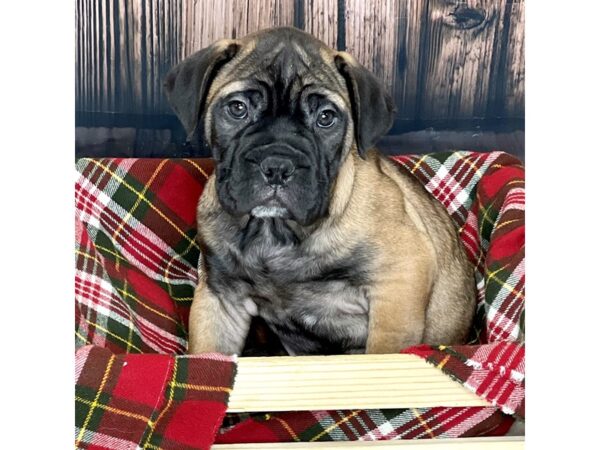 Bullmastiff-DOG-Male-Red Fawn-17042-Petland Fairfield, Ohio