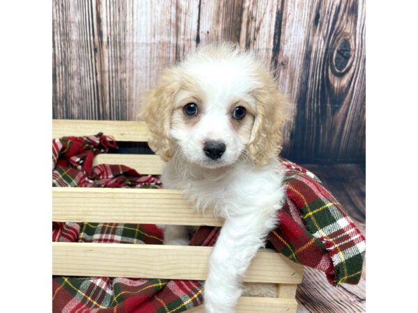 Cavachon DOG Female Cream/White 17044 Petland Fairfield, Ohio