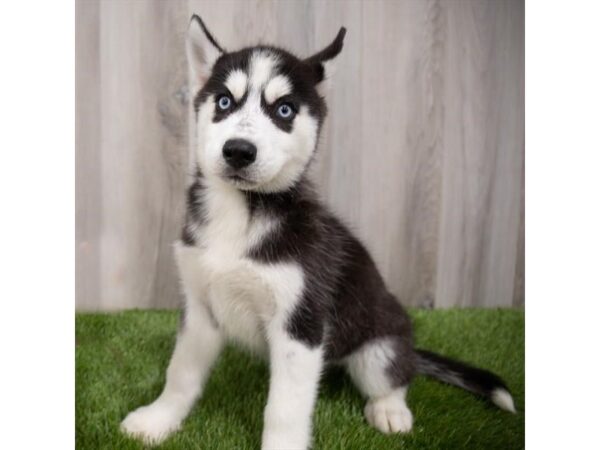 Siberian Husky DOG Female Black / White 17060 Petland Fairfield, Ohio