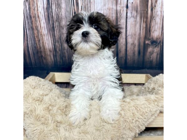 Teddy Bear DOG Female Black Tri 17067 Petland Fairfield, Ohio