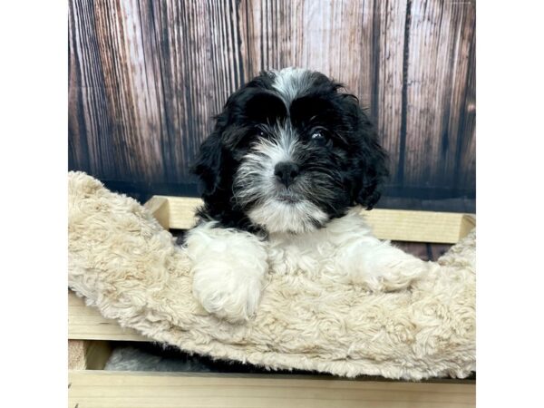 Shih Poo DOG Female Blk&Wht 17066 Petland Fairfield, Ohio