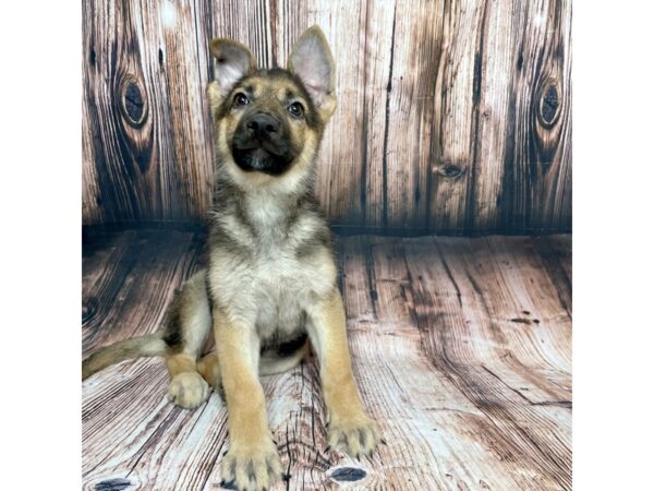 German Shepherd DOG Female Blk&Tan 17064 Petland Fairfield, Ohio