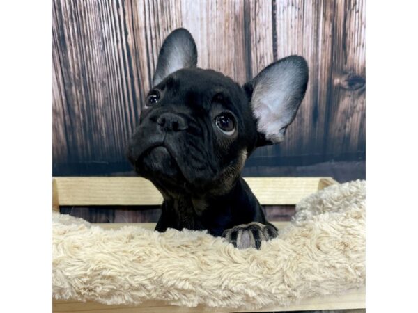 French Bulldog DOG Male Black / Tan 17063 Petland Fairfield, Ohio