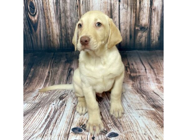 Labrador Retriever DOG Male Yellow 17062 Petland Fairfield, Ohio