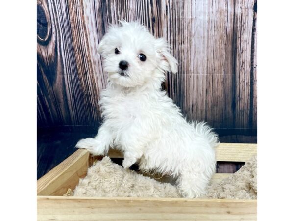 Maltese DOG Male White 17061 Petland Fairfield, Ohio