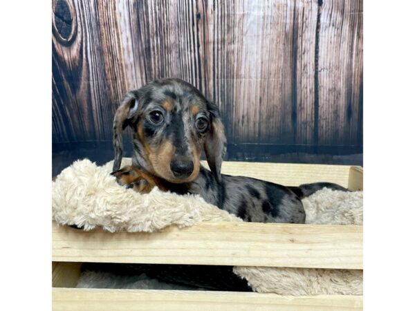 Dachshund DOG Male Black / Tan 17059 Petland Fairfield, Ohio