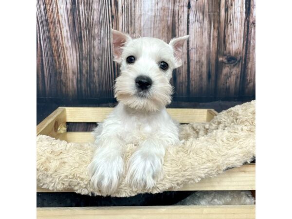 Miniature Schnauzer DOG Female White 17058 Petland Fairfield, Ohio