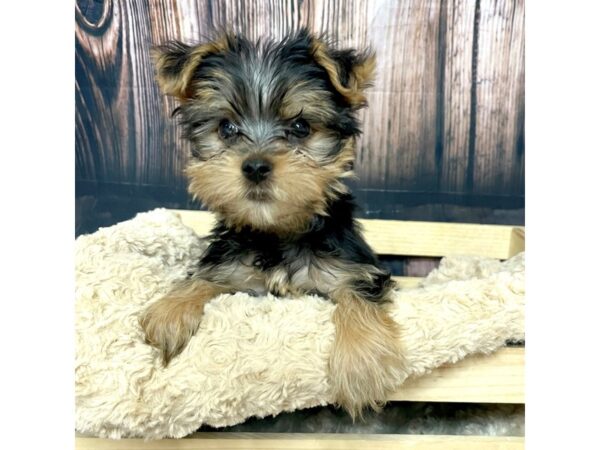 Yorkshire Terrier DOG Female Black / Tan 17056 Petland Fairfield, Ohio