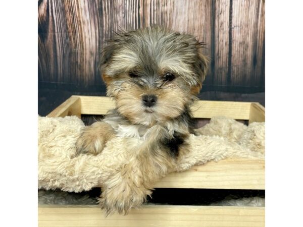 Yorkshire Terrier DOG Female Black / Tan 17055 Petland Fairfield, Ohio