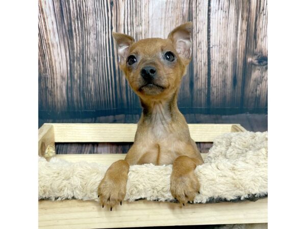 Miniature Pinscher DOG Male Red 17053 Petland Fairfield, Ohio