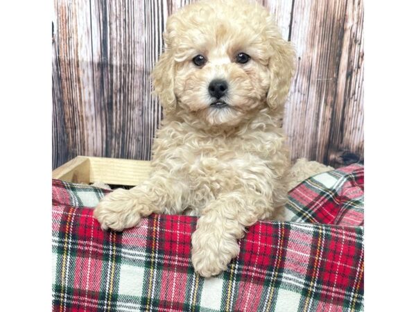 Poodle Mini-DOG-Female-Red-17081-Petland Fairfield, Ohio