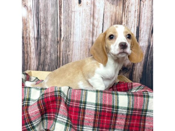 Beagle-DOG-Female-Lemon / White-17080-Petland Fairfield, Ohio