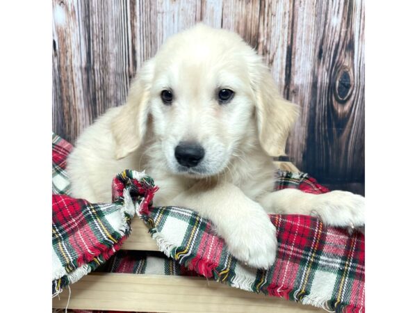 Golden Retriever DOG Female Light Golden 17079 Petland Fairfield, Ohio