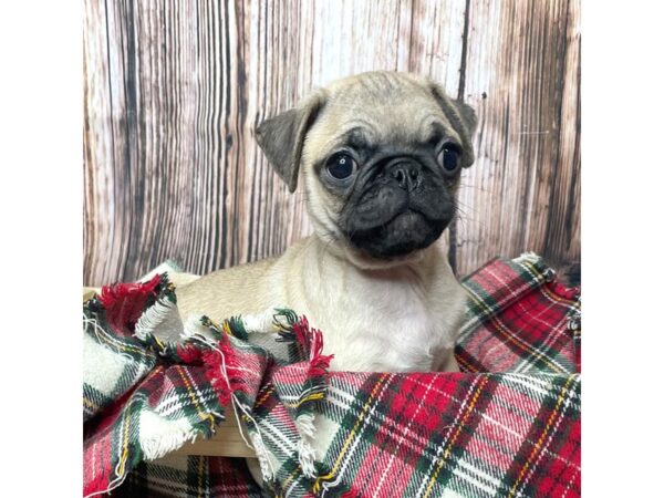 Pug DOG Male Fawn 17078 Petland Fairfield, Ohio