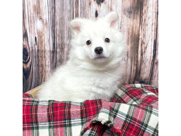 American Eskimo Dog-DOG-Female-White-17071-Petland Fairfield, Ohio