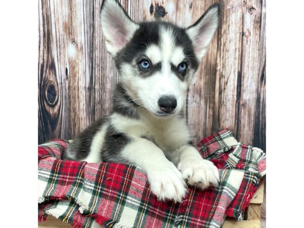 Siberian Husky DOG Female Black / White 17077 Petland Fairfield, Ohio