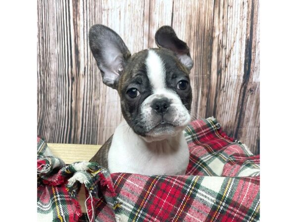 Frenchton DOG Male Brindle / White 17076 Petland Fairfield, Ohio