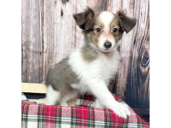 Shetland Sheepdog-DOG-Male-Sable / White-17070-Petland Fairfield, Ohio