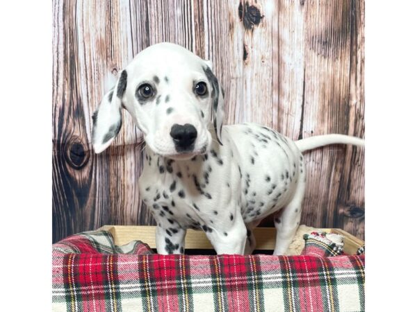 Dalmatian DOG Male Black / White 17073 Petland Fairfield, Ohio